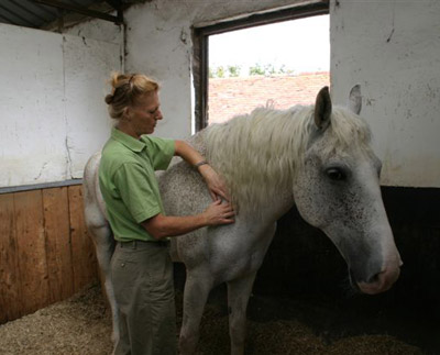 Amanda giving an Equine Bowen treatment
